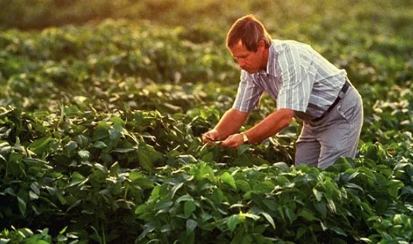 Agronomist- for Adv Agrilytics case study_cropped Farmer in field checking farm data