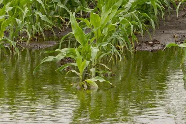 Heavy rains and storms in the Midwest have caused field flooding and corn crop damage