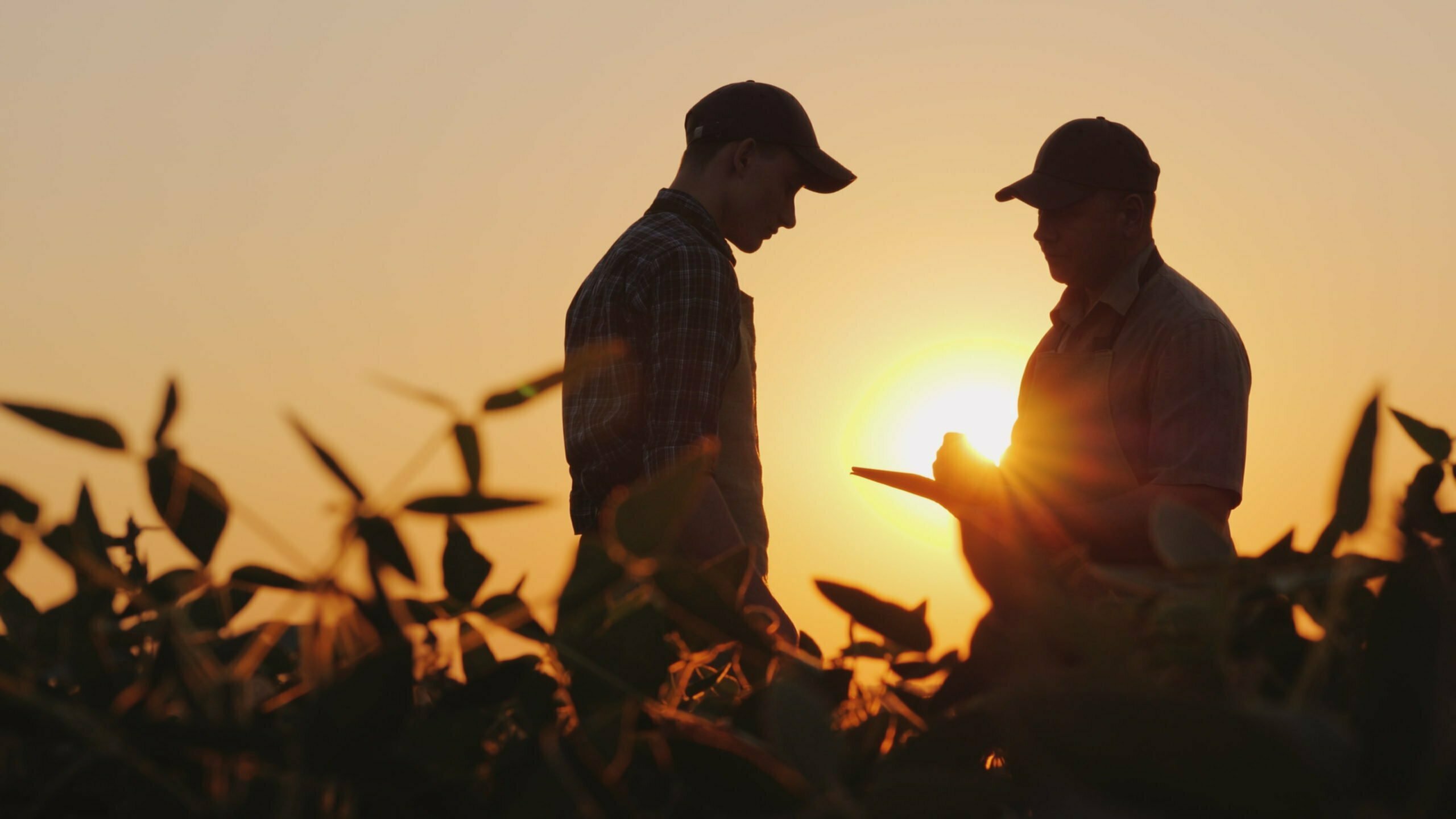 Two farmers talking in the field