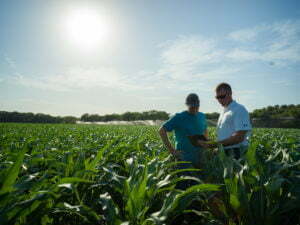 A farmer and seed advisor confer in the corn field mid way through the growing season.