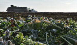 Picture of sugar beet crop frozen in 2019 North Dakota harvest freeze