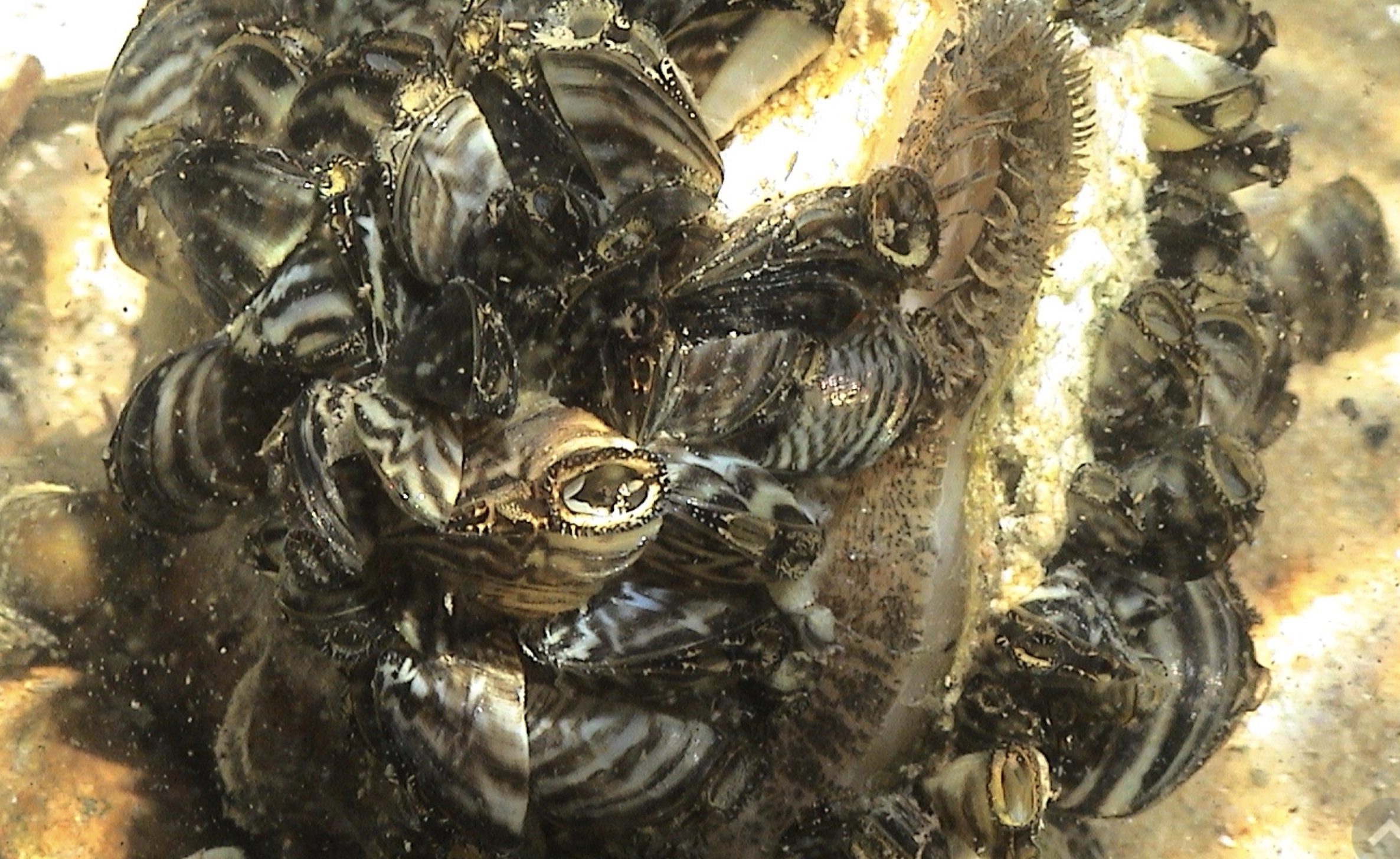 A picture of zebra mussels, an aquative invasive species